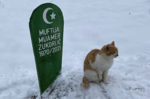 Верный кот отказался уходить с могилы хозяина и сидел там два месяца