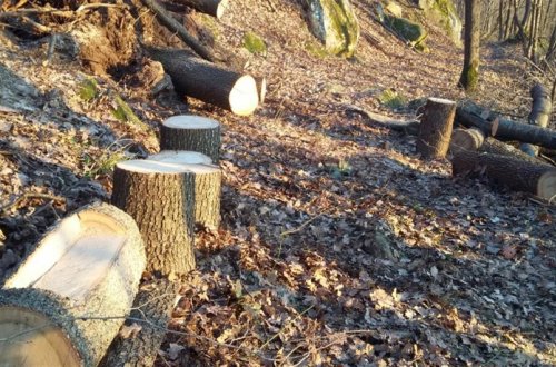 Ötən il təbiətə ziyan vuranların sayı açıqlanıb