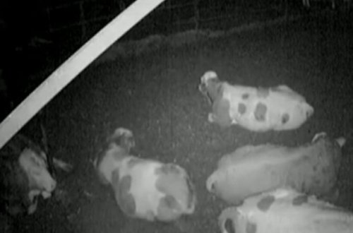 İnəklər zəlzələni əvvəlcədən hiss etdi - VİDEO