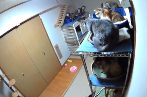 Divarlar çatlayır, şüşələr qırılır: Yaponiyada güclü zəlzələnin görüntüləri yayılıb - VİDEO