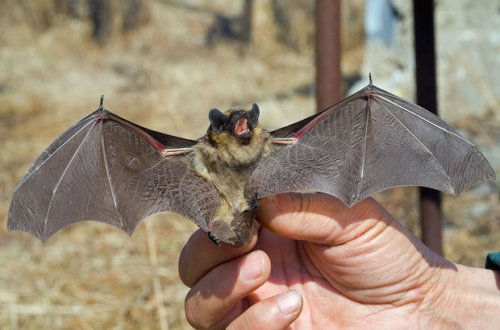 Жительница Киева держит дома 200 летучих мышей