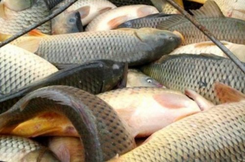 AMEA-da azad edilmiş ərazilərdə balıqçılığın inkişafı ilə bağlı tədqiqatlara başlanılıb