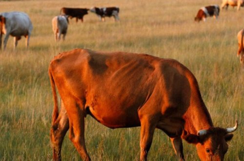 Adamlar mal-qaralarını otarmağa yer tapmır - VİDEO