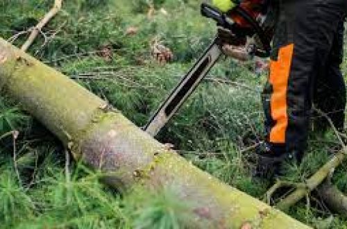 Bakıda daha 5 ağac qanunsuz kəsilib