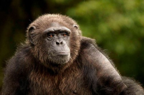 Шимпанзе могут передавать друг другу знания о новых технологиях - ВИДЕО