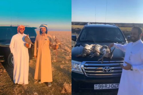 Ведется расследование в связи с незаконной охотой арабов в Азербайджане - ОФИЦИАЛЬНО + ФОТО