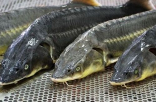 Xəzərdə nərə balıqlarına rast gəlinməməsinin səbəbi nədir?