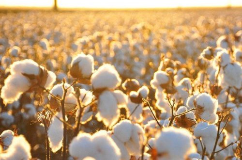 Azərbaycanda pambığın alış qiyməti 50 manat artırıldı
