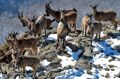 Azərbaycanın yeni “Qırmızı Kitab”ına daha 279 növ heyvan daxil ediləcək
