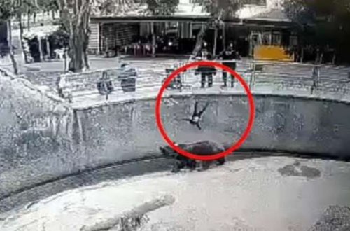 Zooparkda dəhşətli anlar: Ana qızını ayının qəfəsinə atdı - Nəhəng canlı uşağa yaxınlaşıb... / VİDEO