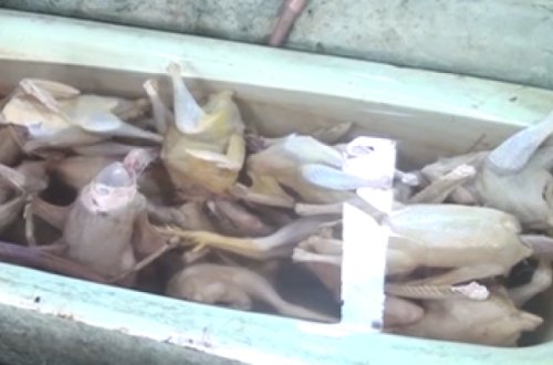 Bağça binasında toyuq kəsimi ilə məşğul olurlar - VİDEO