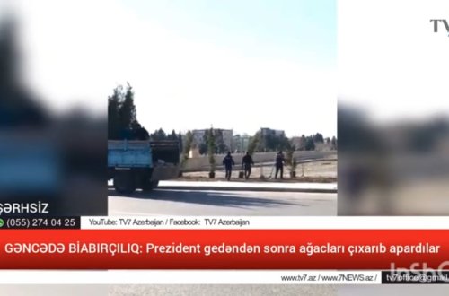 GƏNCƏDƏ BİABIRÇILIQ: Prezident gedəndən sonra ağacları çıxarıb apardılar - VİDEO