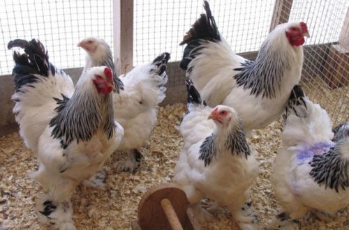 Azərbaycana diri toyuqların gətirilməsinə qadağa qoyuldu