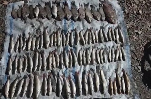 Elektrik avadanlığından istifadə ilə qanunsuz balıq ovlayan tutulub
