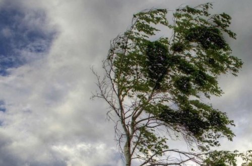 Sabah güclü külək əsəcək - Xəbərdarlıq