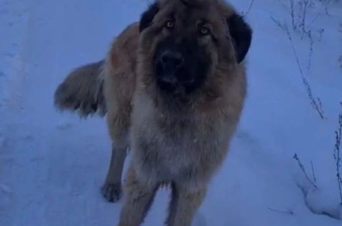 В Улан-Удэ спасли собаку со стрелой в голове - ВИДЕО