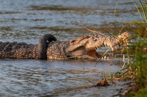 В Индонезии спасли крокодила, который 5 лет плавал с шиной от мотоцикла - ВИДЕО