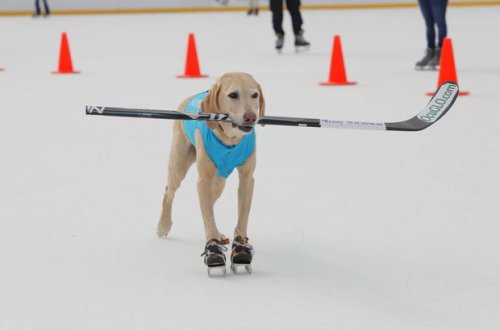 Konki sürən it öz istedadı ilə insanları valeh etdi - VİDEO