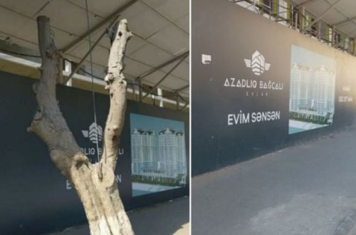 В Баку исчезло росшее у дороги дерево - ФОТО