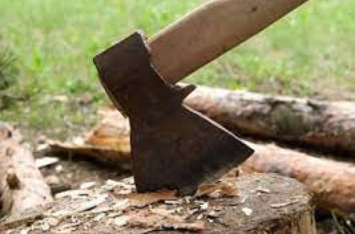 Bakıda ağaclar kəsilib, araşdırmalar aparılır