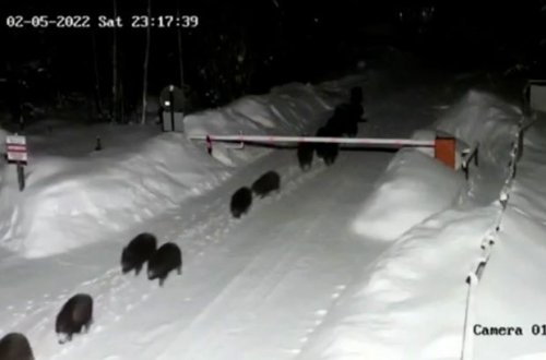 Çöl donuzları sürü halında kəndə daxil oldu - VİDEO