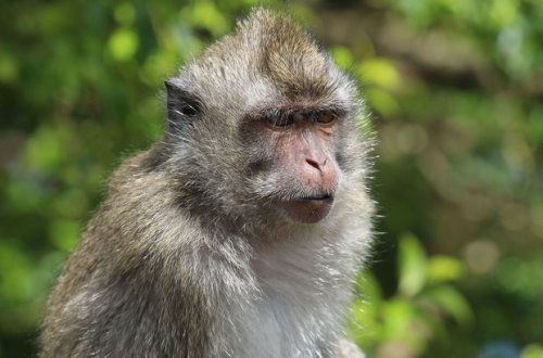 Пятилетняя девочка умерла после нападения стаи обезьян