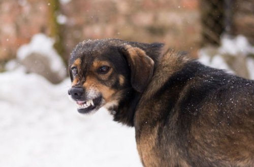 В России бродячие собаки загрызли женщину