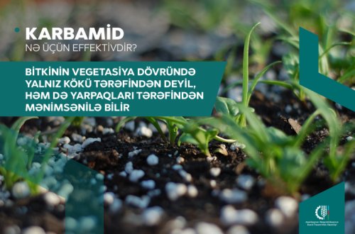 Taxıl sahələrinə karbamid gübrəsinin verilməsi məhsuldarlığın artmasını təmin edir - Fermerlərə tövsiyə