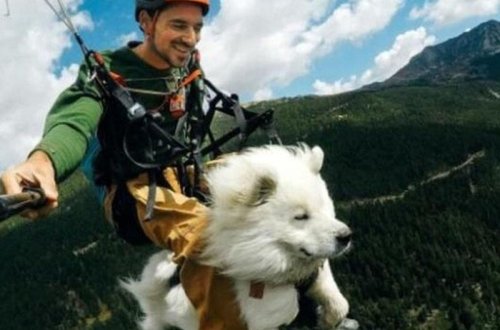 Fransalı videoqraf itinə uçmağı öyrətdi - VİDEO