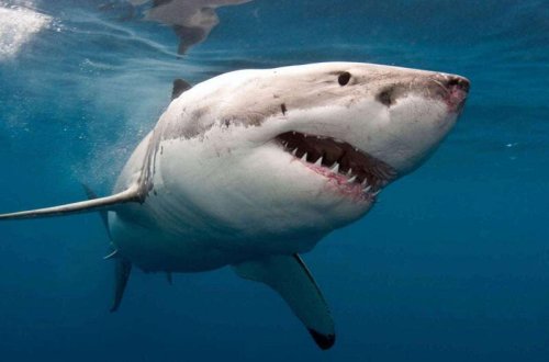 Avstraliyada köpək balığının hücumu nəticəsində bir nəfər ölüb - VİDEO