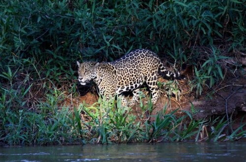 Ягуары Аргентины подали в суд на местные власти