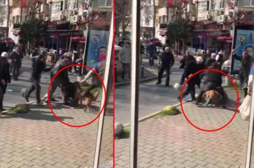 Onlarla kişinin pitbulu ram etməyə gücləri çatmadı - VİDEO