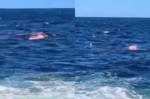 Köpək balığı dənizdə çimən kişini insanların gözü qarşısında parçlara ayırdı - VİDEO