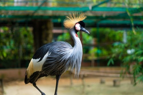 Afrika ölkəsində durnaları öldürənlər ömürlük həbs olunacaq