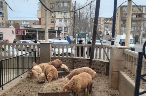 Yol kənarlarında qanunsuz quraşdırılan heyvan kəsim məntəqələri sökülüb
