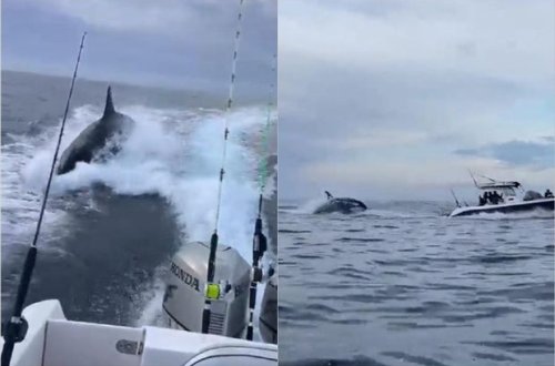 Qorxu dolu anlar: Balina turist dolu qayığı təqib etdi – VİDEO