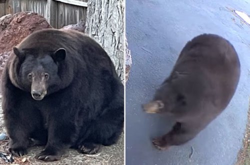 Nəhəng ayı yemək axtarmaq üçün 40 evə girdi