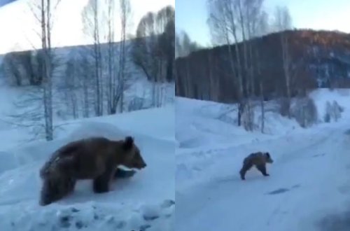Qış yuxusundan tez oyanan ayının görüntüləri maraqla qarşılandı - VİDEO
