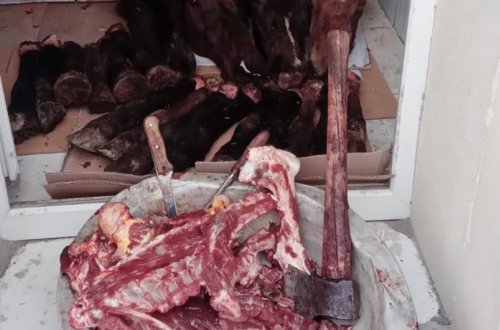 İsmayıllıda qanunsuz heyvan kəsimi və ət satışının qarşısı alınıb