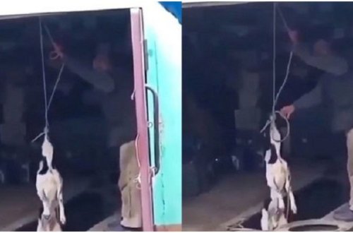 В Хачмазе мужчину привлекли к ответственности за жестокое обращение с собакой - ВИДЕО