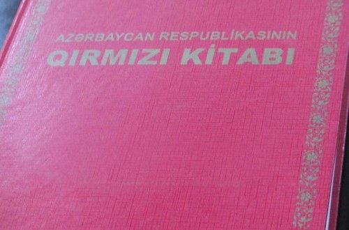 “Qırmızı kitab”ın üçüncü nəşrinə hazırlıq gedir