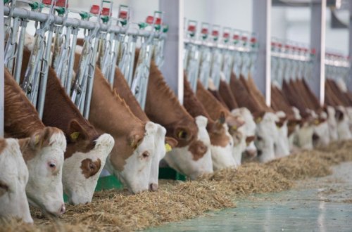 Qobustan Heyvandarlıq Nümayiş Kompleksində xarici cins Simmental inəklərinin satışına başlanılıb