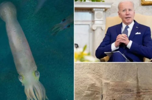 Nadir “qaniçən kalmar”a Bayden adı verildi