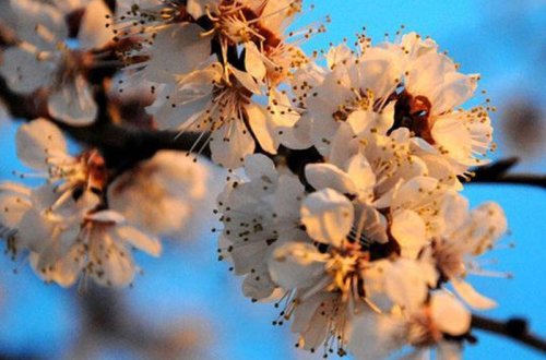 Yaz fəsli bu saatda Azərbaycana daxil olacaq