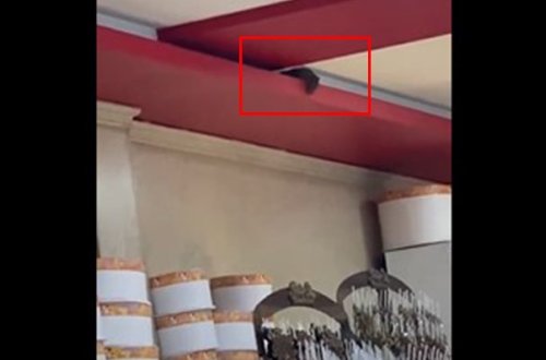 Bakıda bu kafedə siçovul gəzir - Video