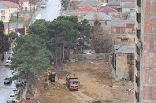 Xırdalanda yolu dağıdan tikinti şirkəti indi də ağacları qanunsuz kəsib - FOTO