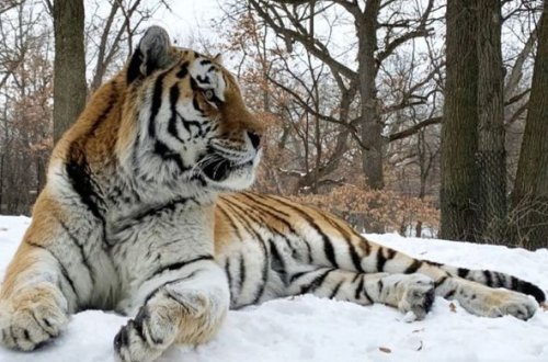 Putin adlı Sibir pələngi ölüb