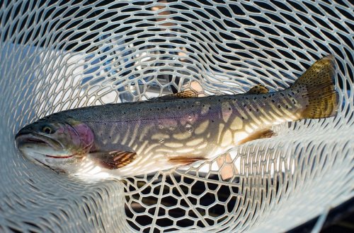 Qanunsuz ov edən şəxs cəzalandırılıb