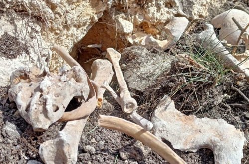 Ombudsman Fərrux kəndində insan qalıqlarının aşkarlanması ilə bağlı məlumat yayıb