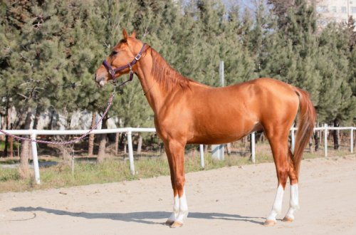 Azərbaycanda ilk dəfə Qarabağ atlarının auksion satışı həyata keçiriləcək